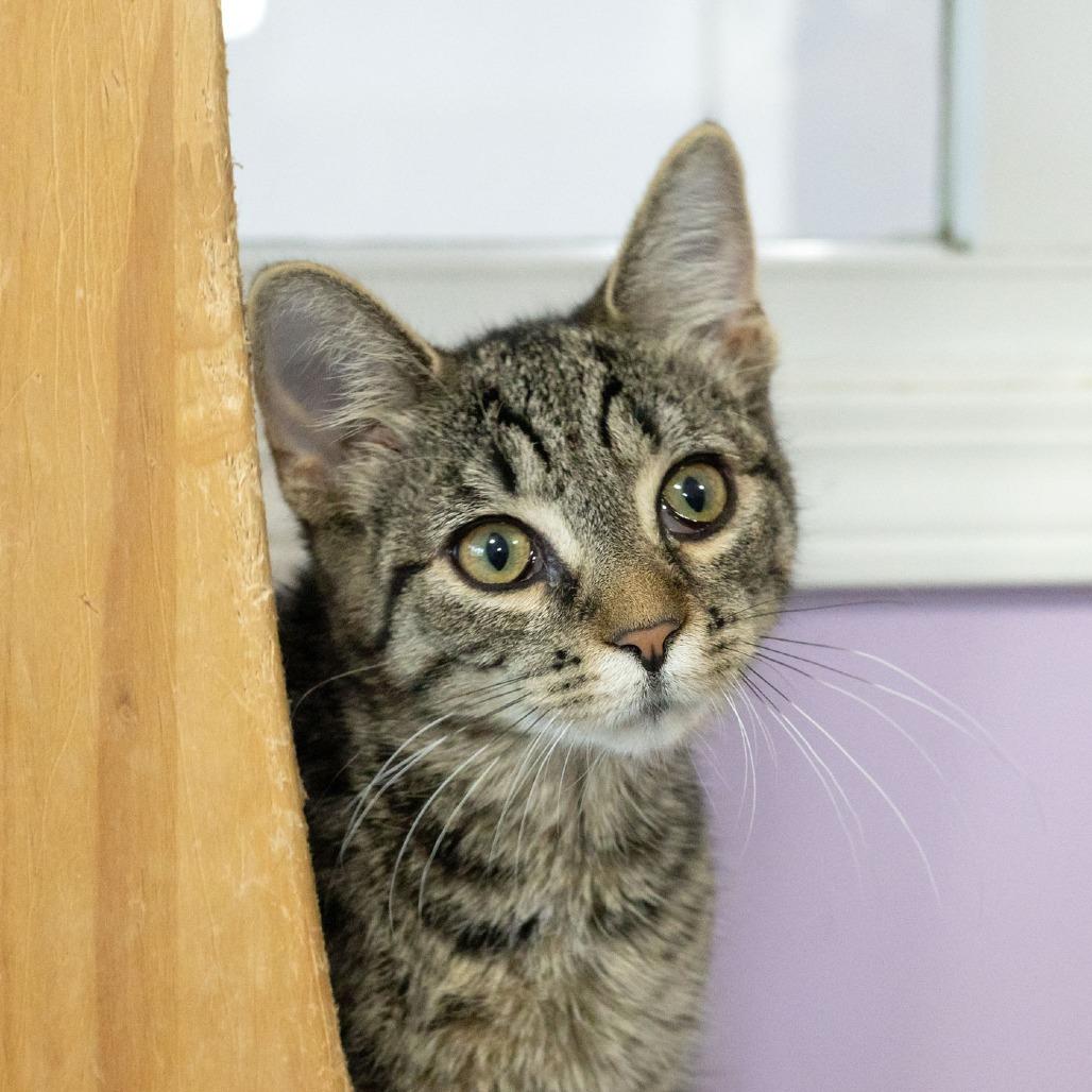 Enlarge Amora, a Adoptable Domestic Short Hair in McKean, PA image 2/5