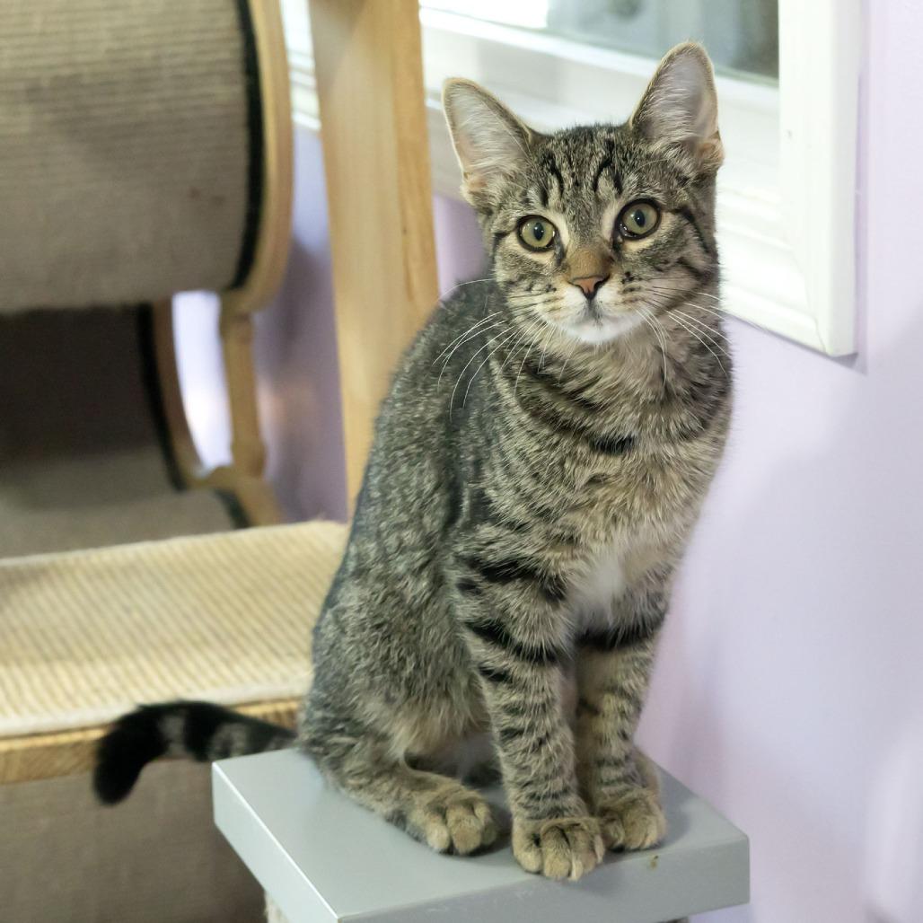 Enlarge Amora, a Adoptable Domestic Short Hair in McKean, PA image 3/5