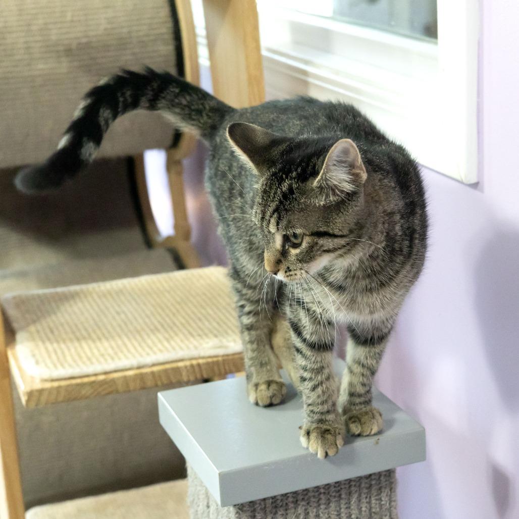 Enlarge Amora, a Adoptable Domestic Short Hair in McKean, PA image 4/5