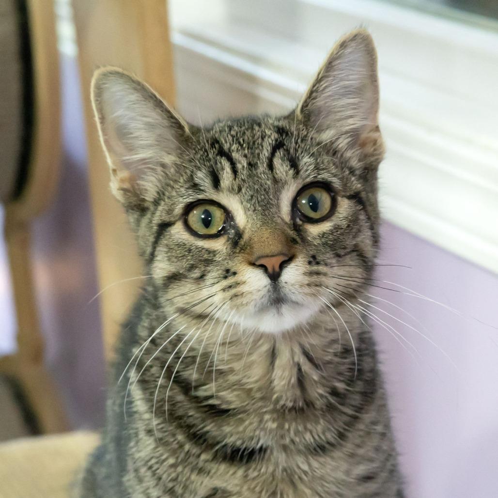 Enlarge Amora, a Adoptable Domestic Short Hair in McKean, PA image 5/5