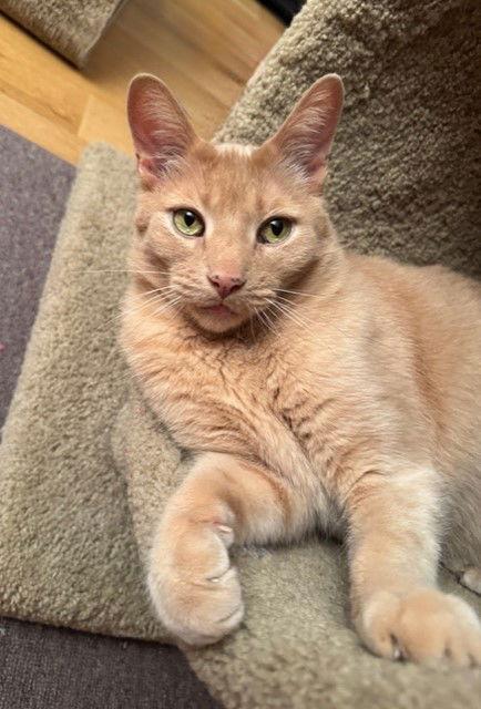 Remy, Adoptable, Adult Male Domestic Short Hair & Tabby.