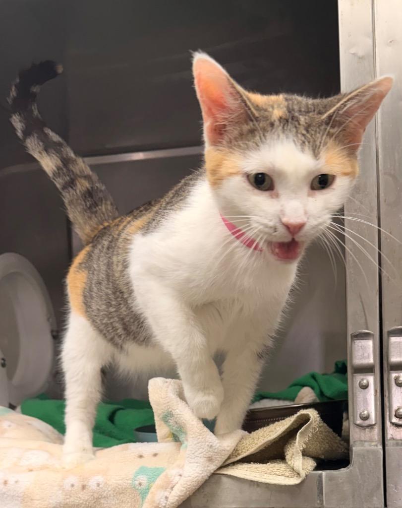 April, a Adoptable mixed breed in Defiance, OH image 1/6