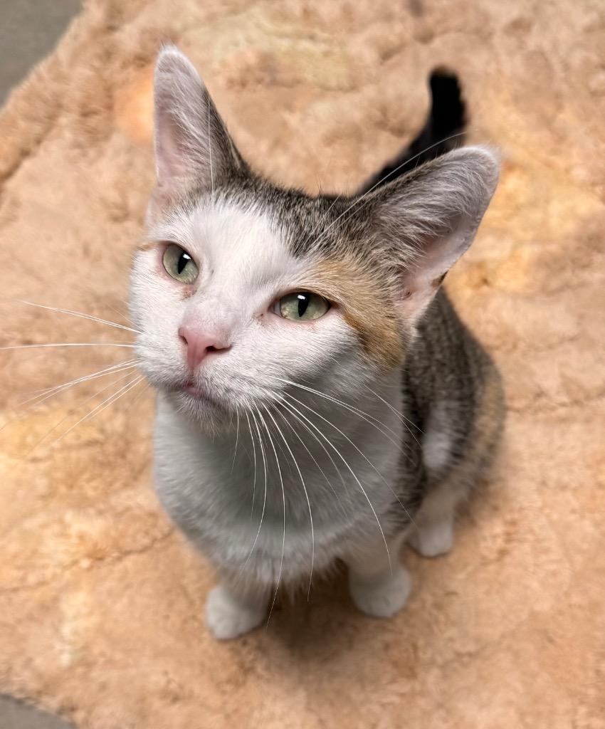 April, a Adoptable mixed breed in Defiance, OH image 2/6
