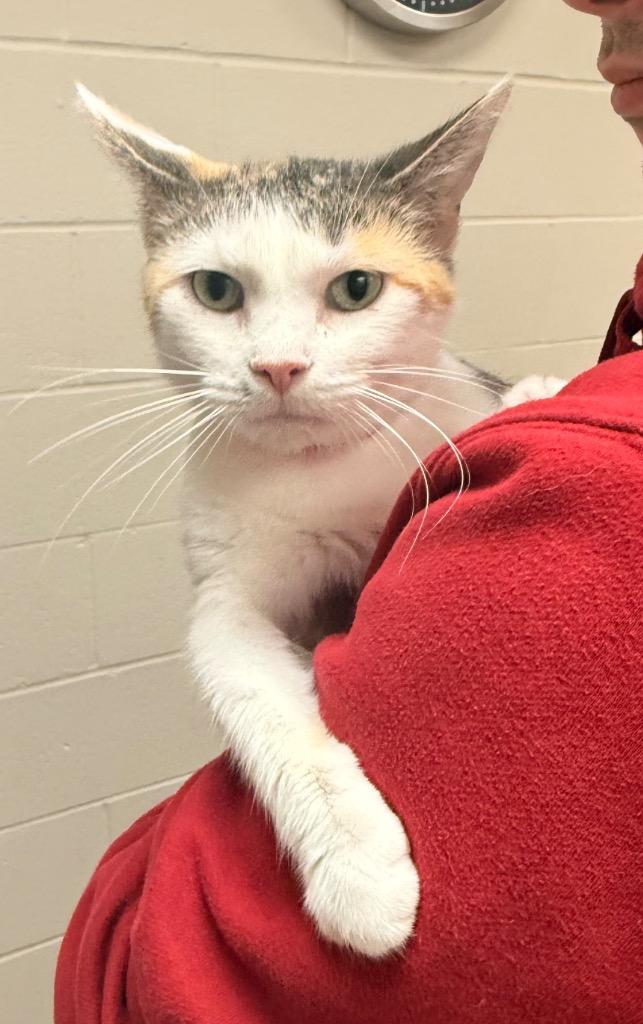April, a Adoptable mixed breed in Defiance, OH image 3/6