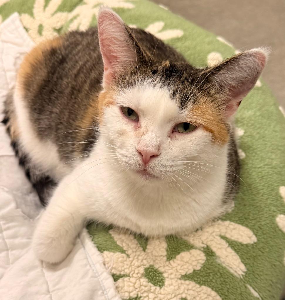 April, a Adoptable mixed breed in Defiance, OH image 4/6