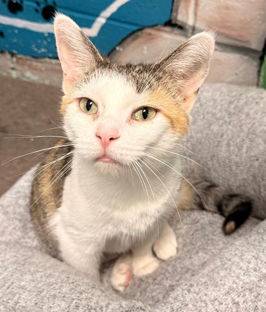 April, a Adoptable mixed breed in Defiance, OH image 5/6
