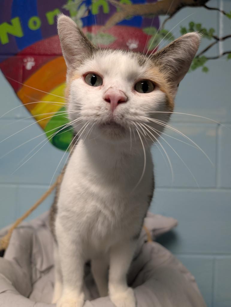 April, a Adoptable mixed breed in Defiance, OH image 6/6