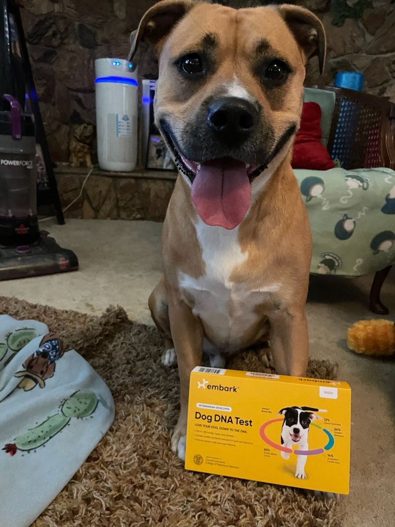 Polo, a Adoptable mixed breed in Brea, CA image 1/12