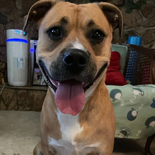 Enlarge Polo, a Adoptable mixed breed in Brea, CA image 3/6