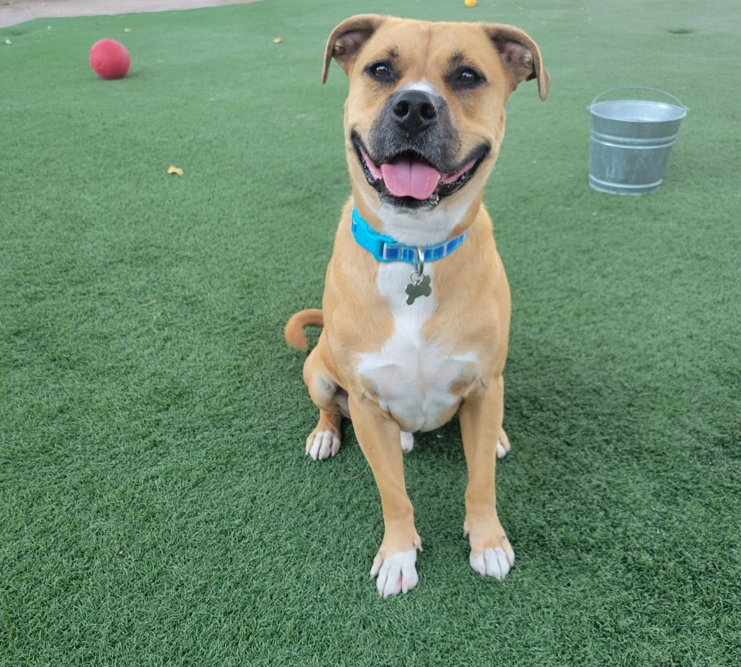 Polo, a Adoptable mixed breed in Brea, CA image 2/12