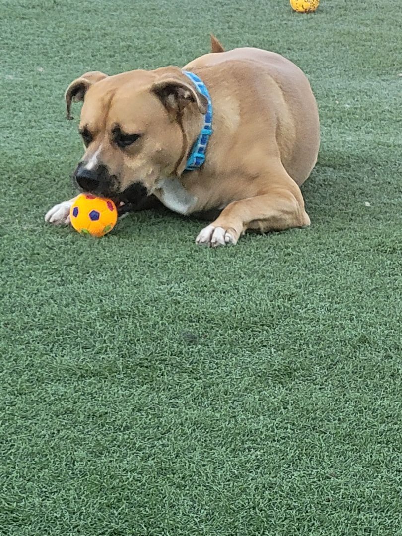 Polo, a Adoptable mixed breed in Brea, CA image 3/12