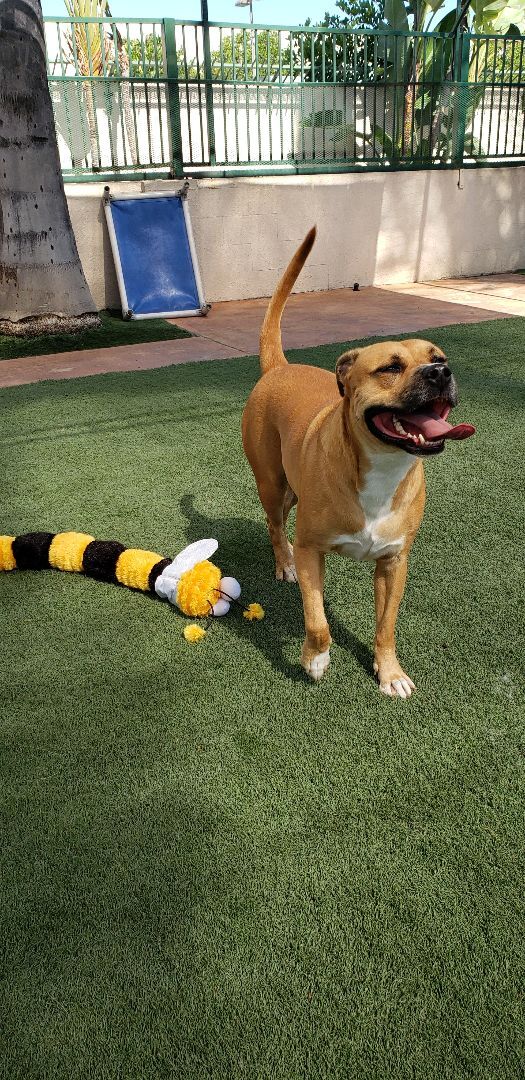 Polo, a Adoptable mixed breed in Brea, CA image 4/12