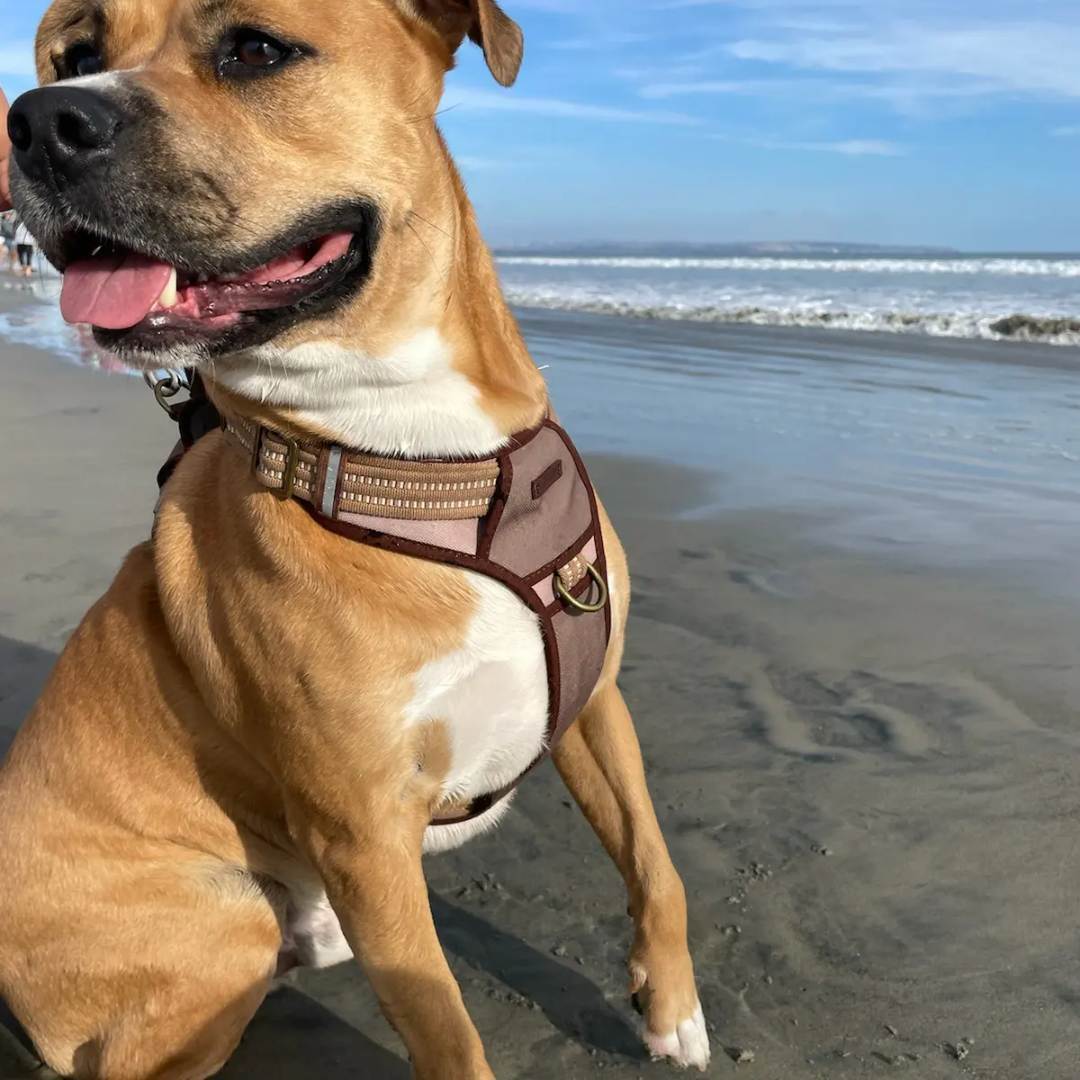 Polo, a Adoptable mixed breed in Brea, CA image 5/12