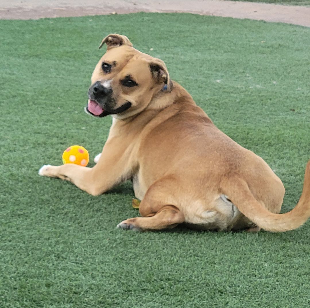 Polo, Adoptable, Young Male Labrador Retriever & Pit Bull Terrier.