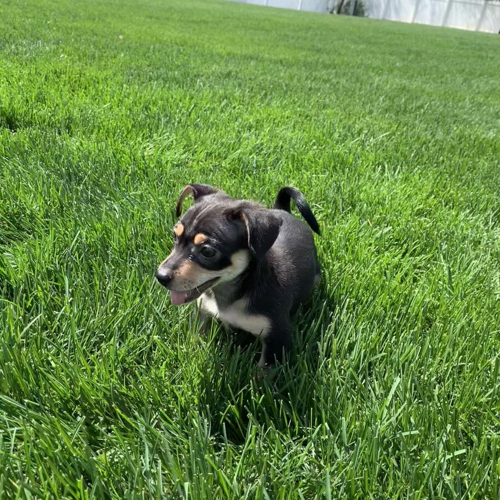 Enlarge Andie, a Adoptable mixed breed in Joliet, IL image 2/5