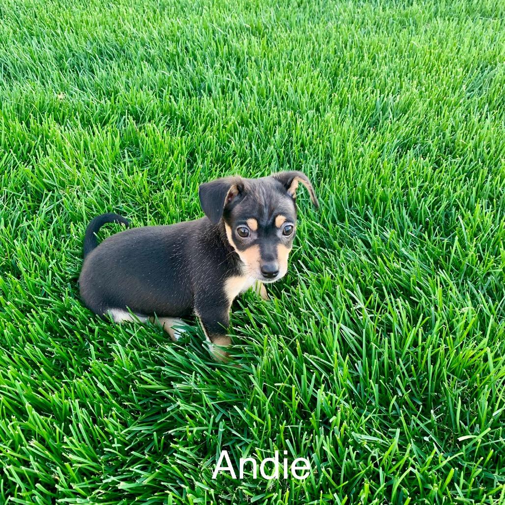 Enlarge Andie, a Adoptable mixed breed in Joliet, IL image 3/5