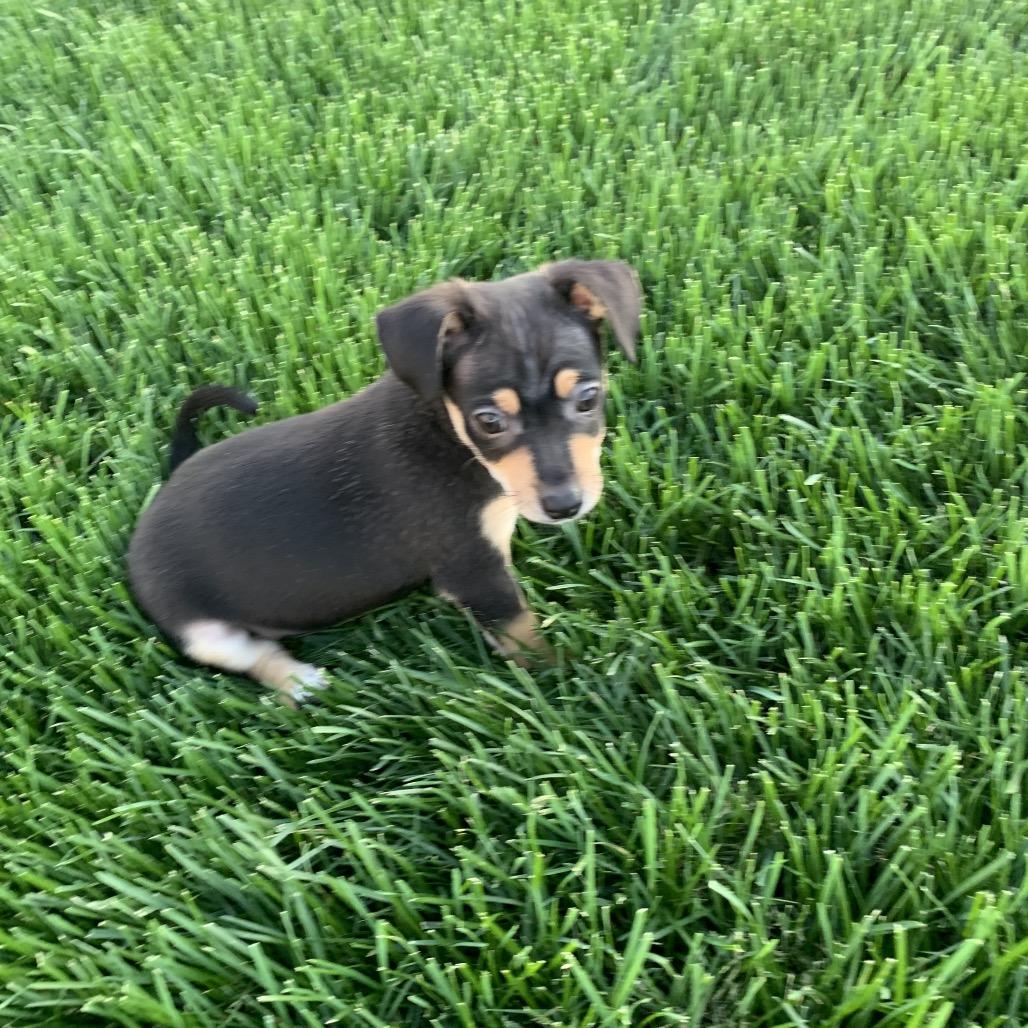 Enlarge Andie, a Adoptable mixed breed in Joliet, IL image 4/5