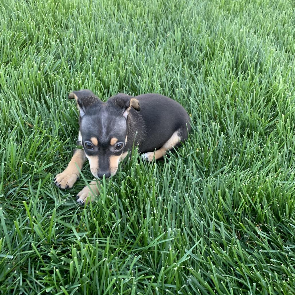 Enlarge Andie, a Adoptable mixed breed in Joliet, IL image 5/5