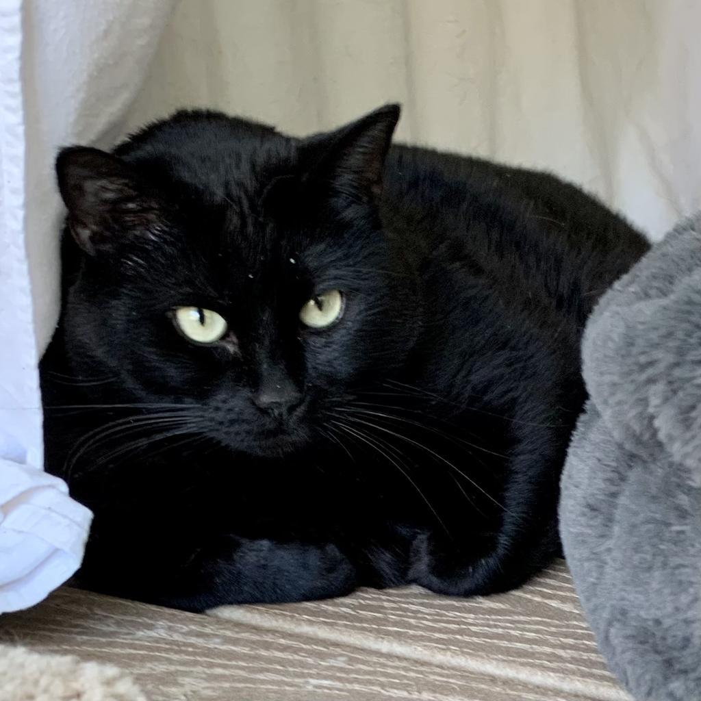 Ava, Adopted, Adult Female Domestic Short Hair.