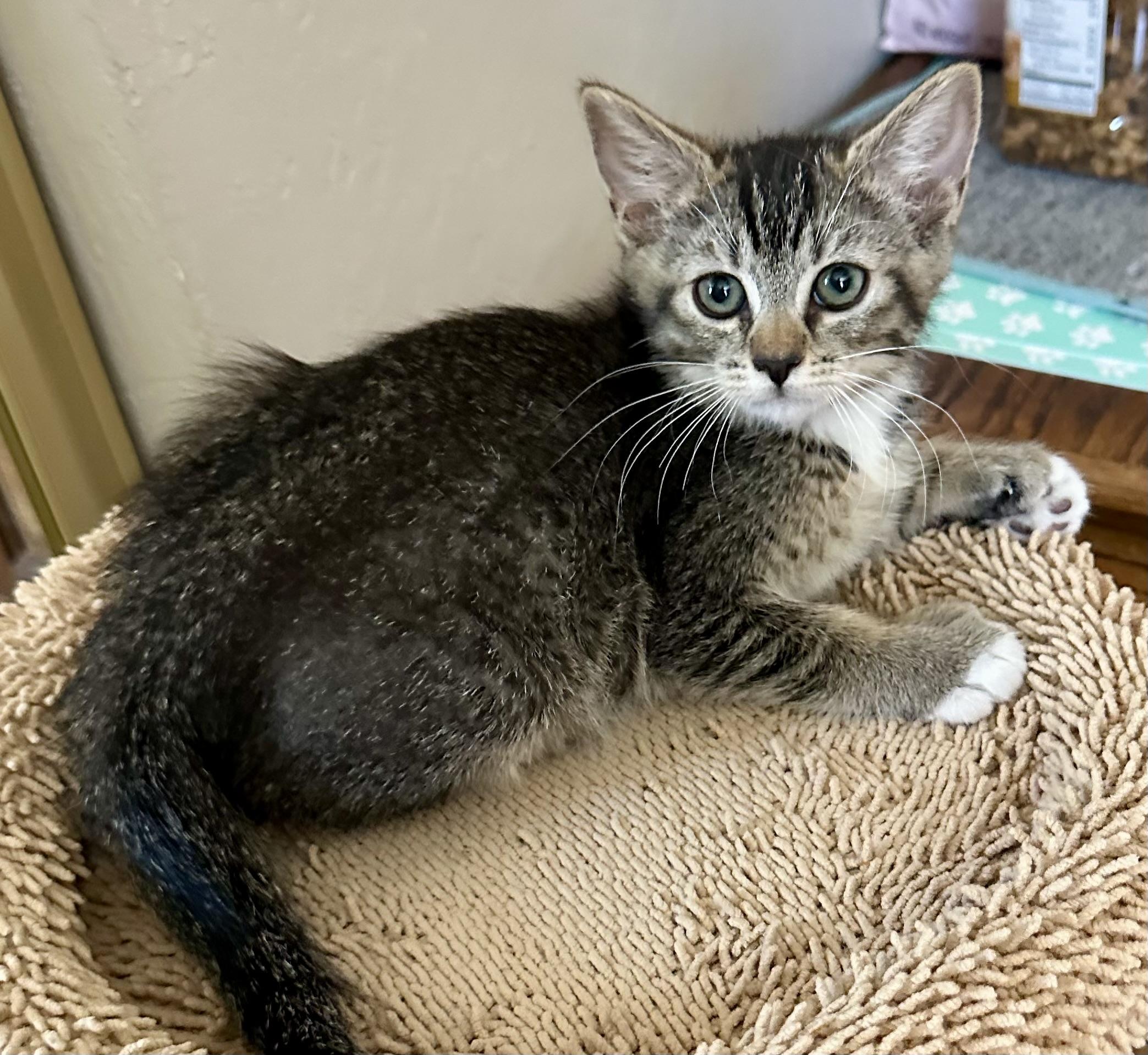 Poly Ana (and Toby), a ADOPTABLE Domestic Short Hair in Davis, CA image 2/2