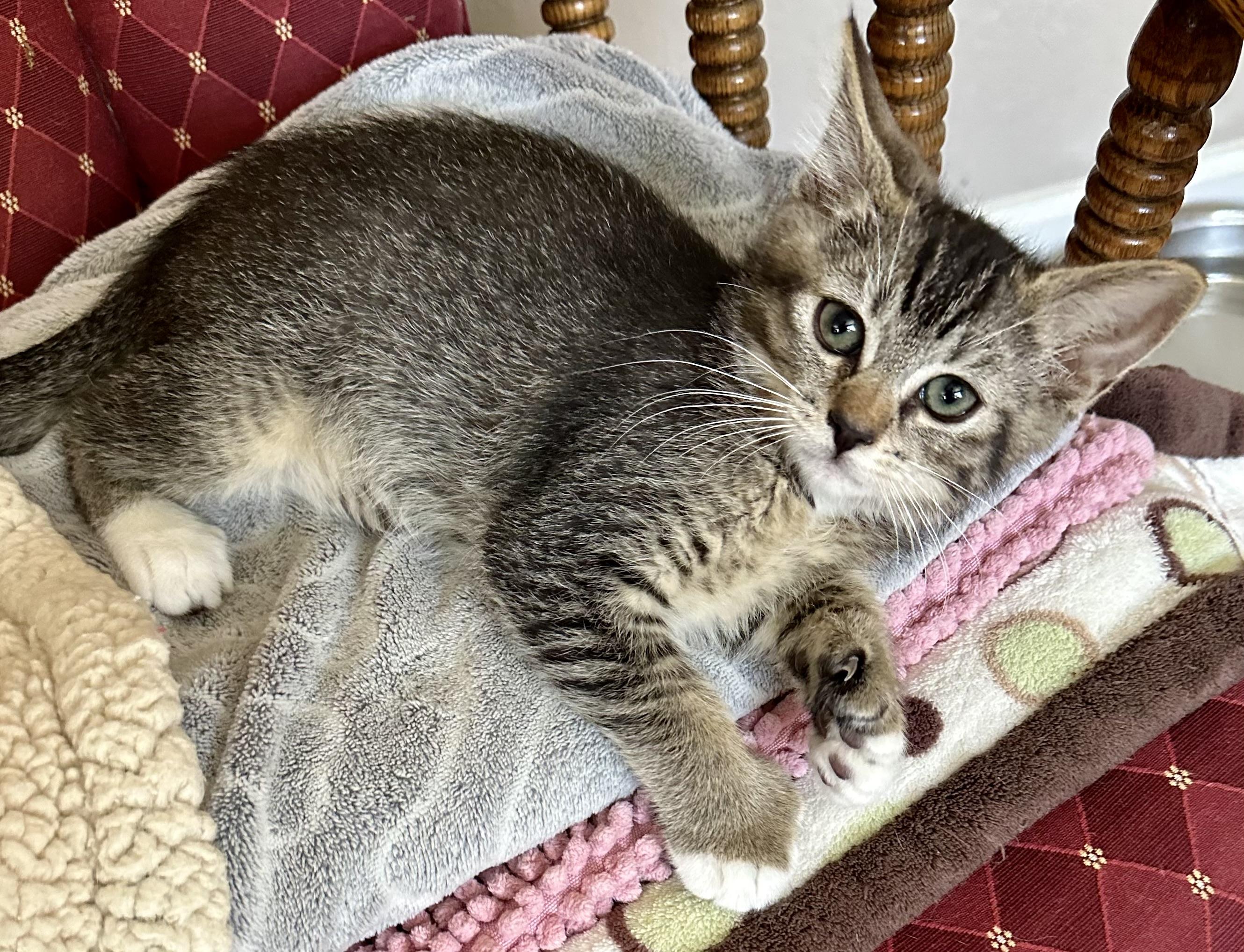 Poly Ana (and Toby), a ADOPTABLE Domestic Short Hair in Davis, CA image 1/2