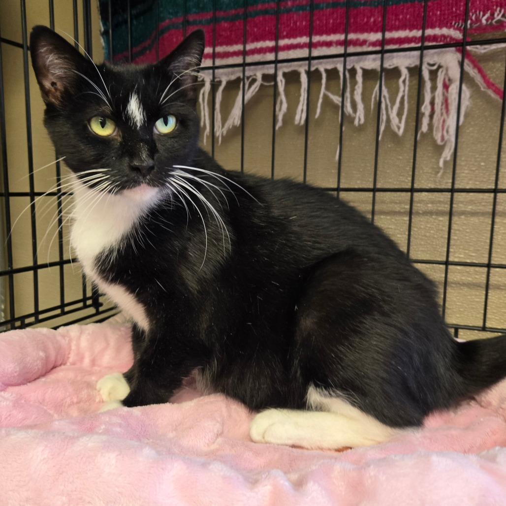 Minnie, Adoptable, Adult Female Domestic Short Hair.