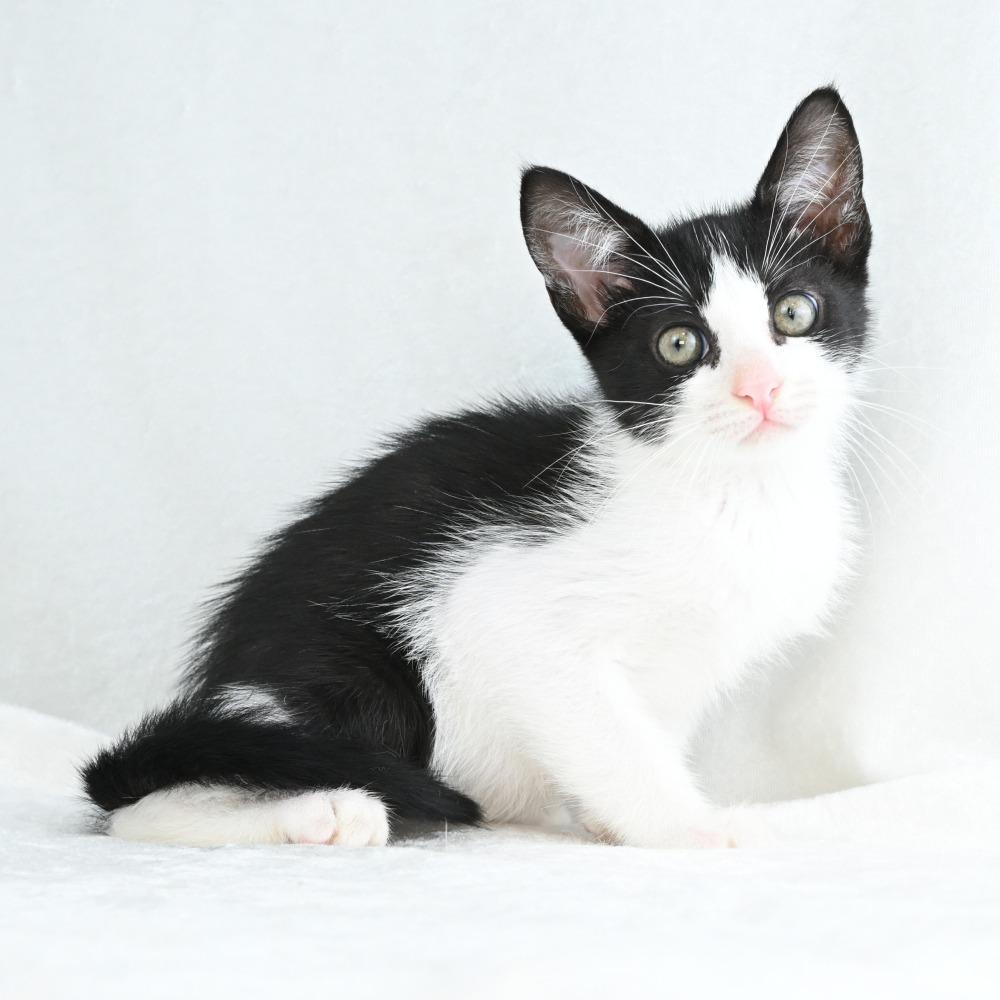 Maggie, Adoptable, Kitten Female Domestic Short Hair.