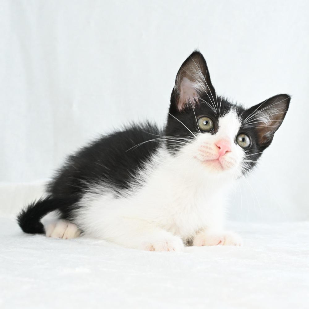 Maggie, a Adoptable Domestic Short Hair in Mobile, AL image 2/6