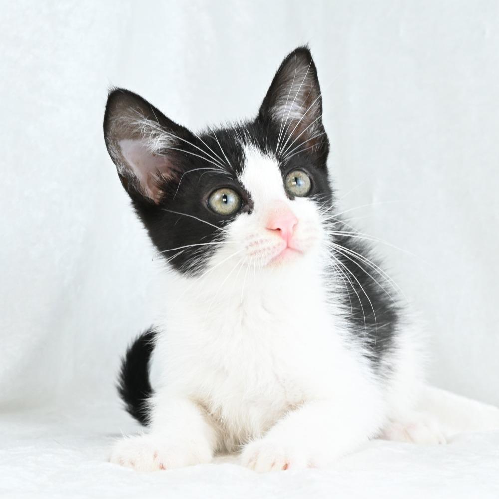 Maggie, a Adoptable Domestic Short Hair in Mobile, AL image 3/6