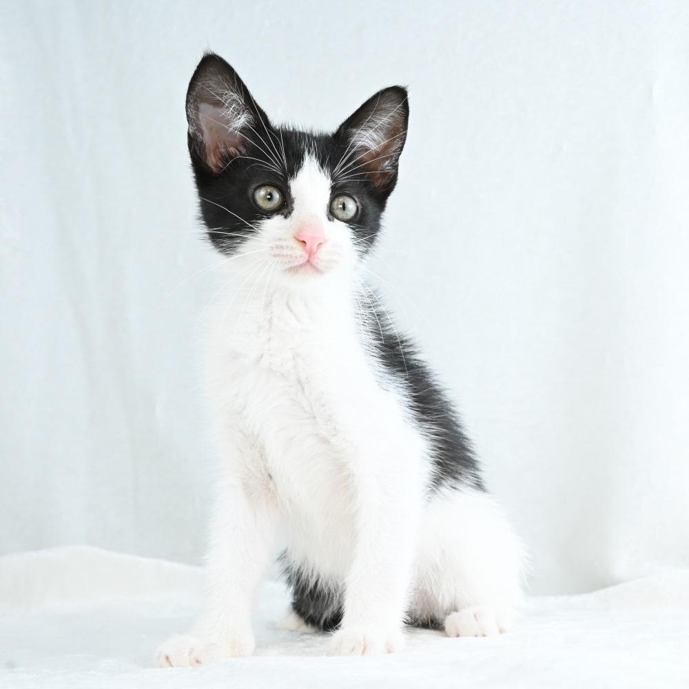 Maggie, a Adoptable Domestic Short Hair in Mobile, AL image 4/6