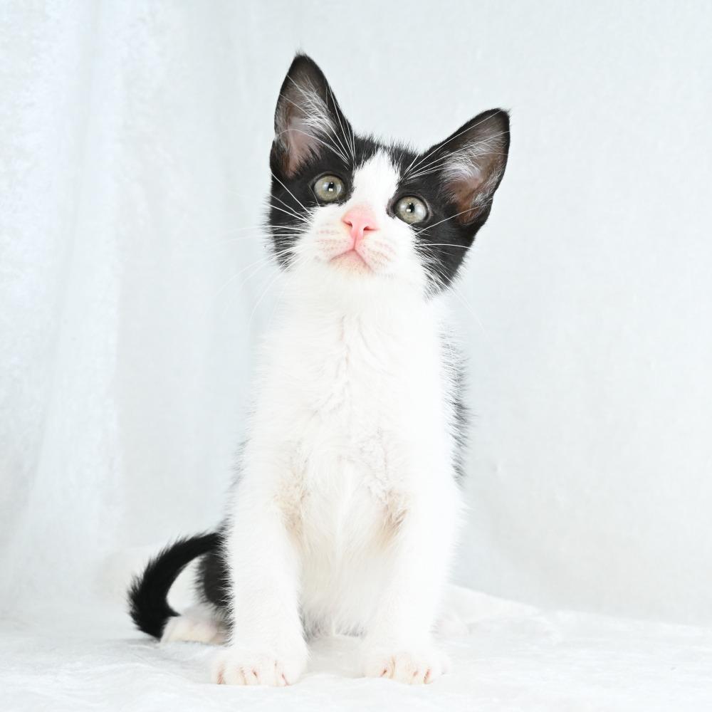 Maggie, a Adoptable Domestic Short Hair in Mobile, AL image 5/6