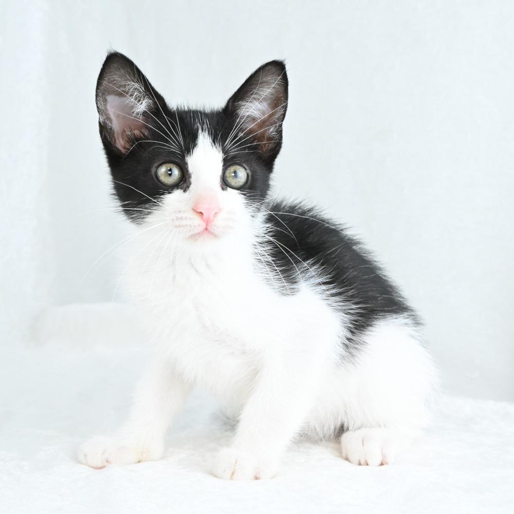 Maggie, a Adoptable Domestic Short Hair in Mobile, AL image 6/6