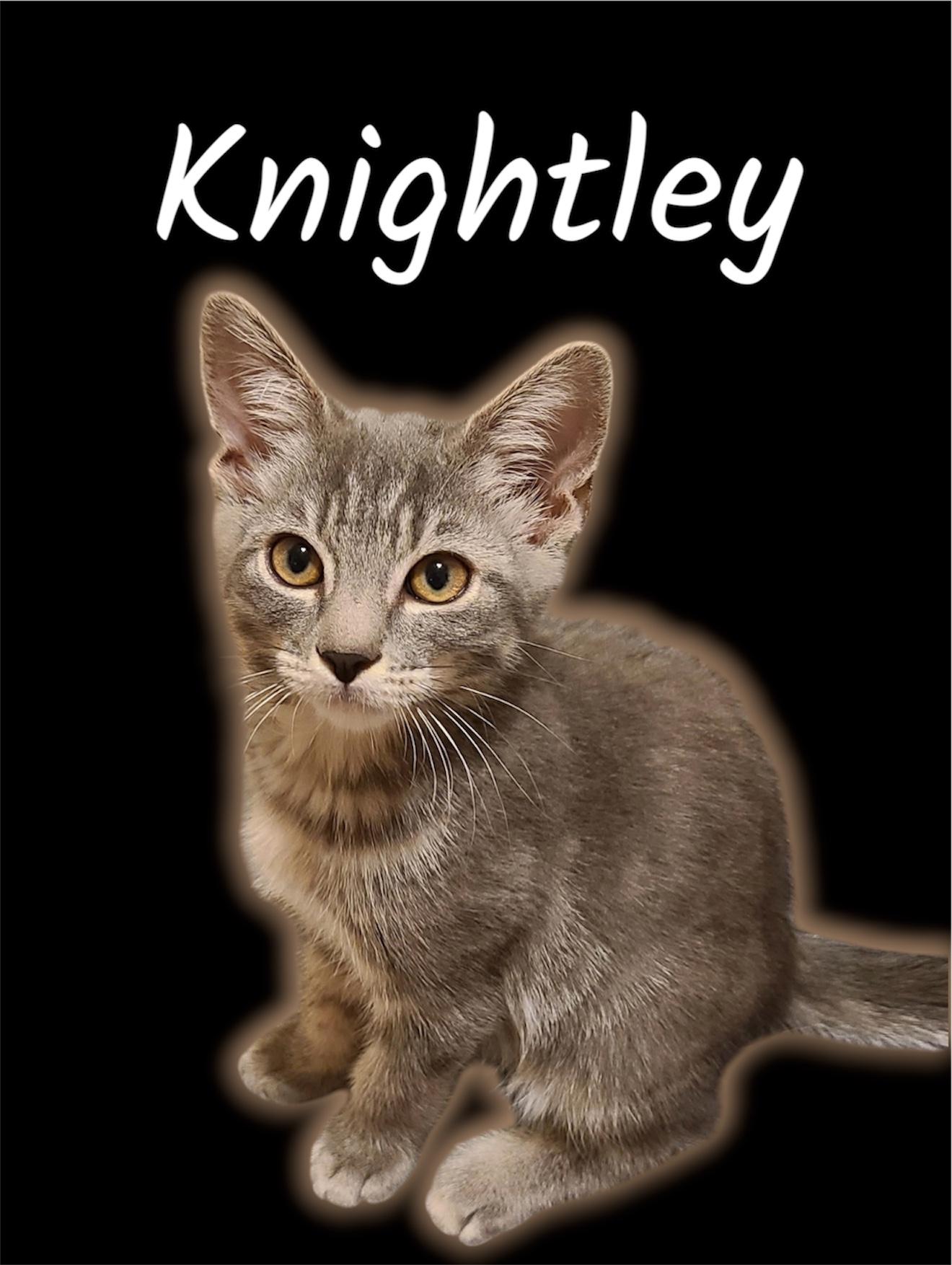 Enlarge Knightley, a ADOPTABLE Domestic Medium Hair in Auburn, CA image 1/1