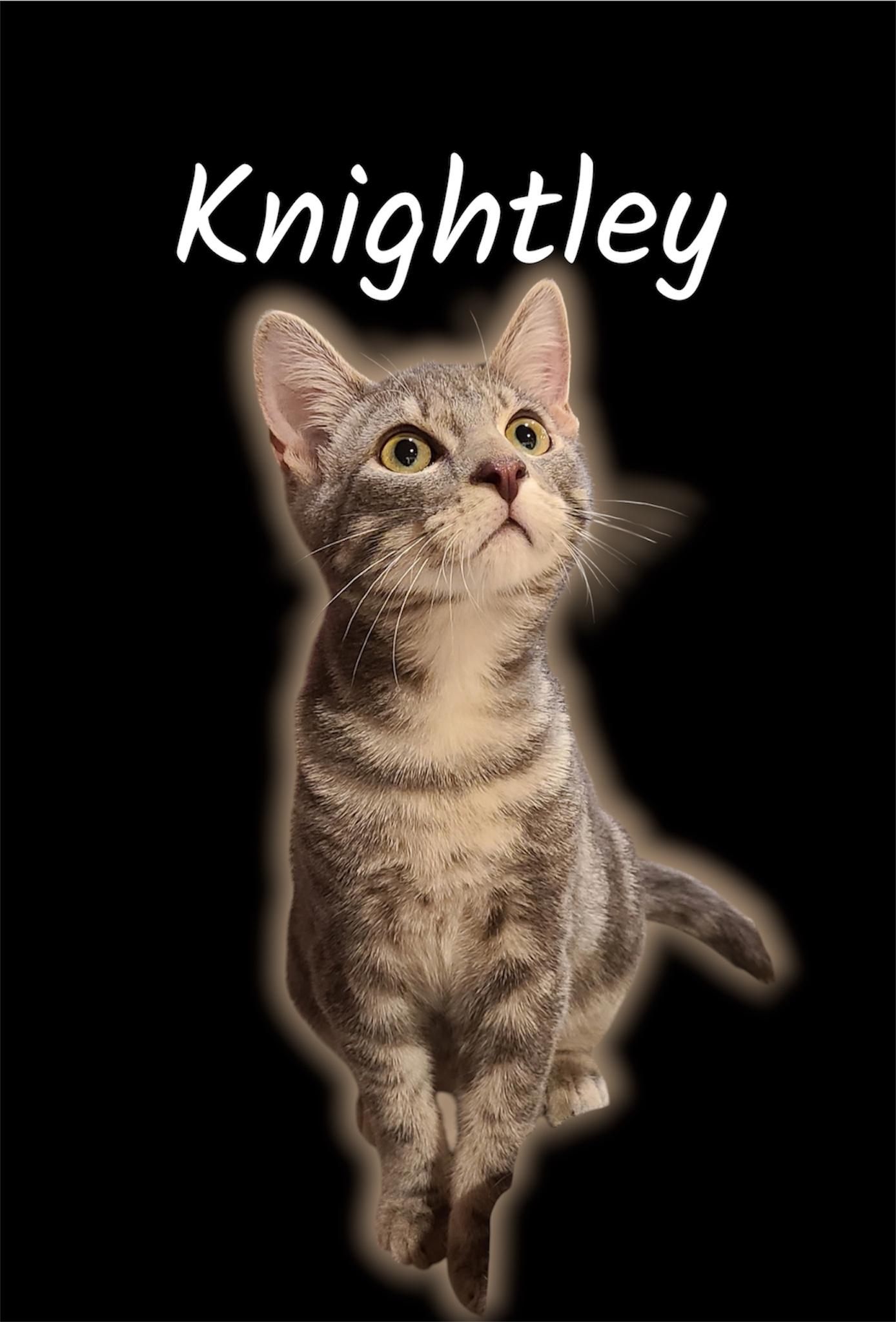 Enlarge Knightley, a Adopted Domestic Medium Hair in Auburn, CA image 1/2