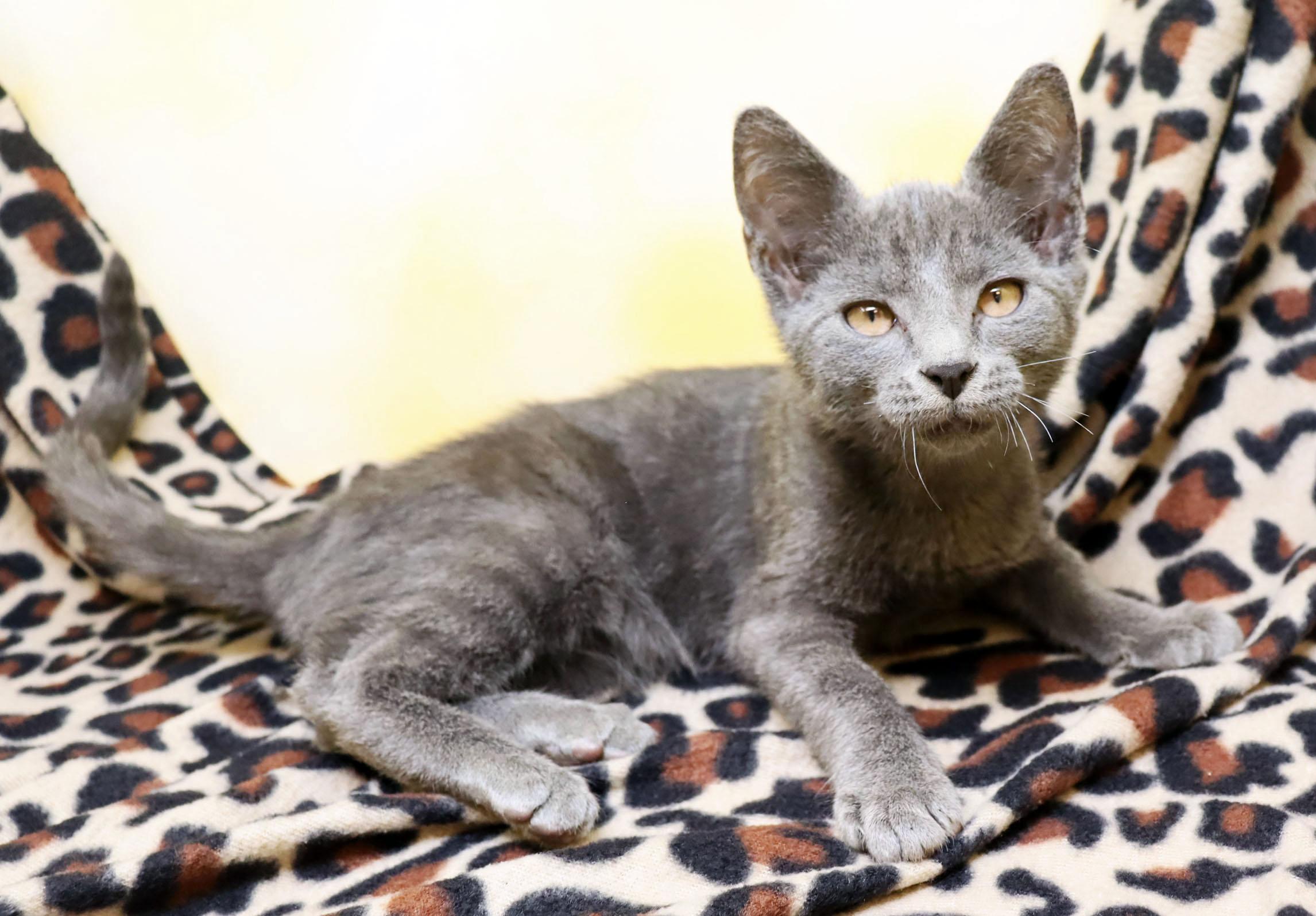 Dazler, an adopted Domestic Short Hair in Tierra Verde, FL image 2/2