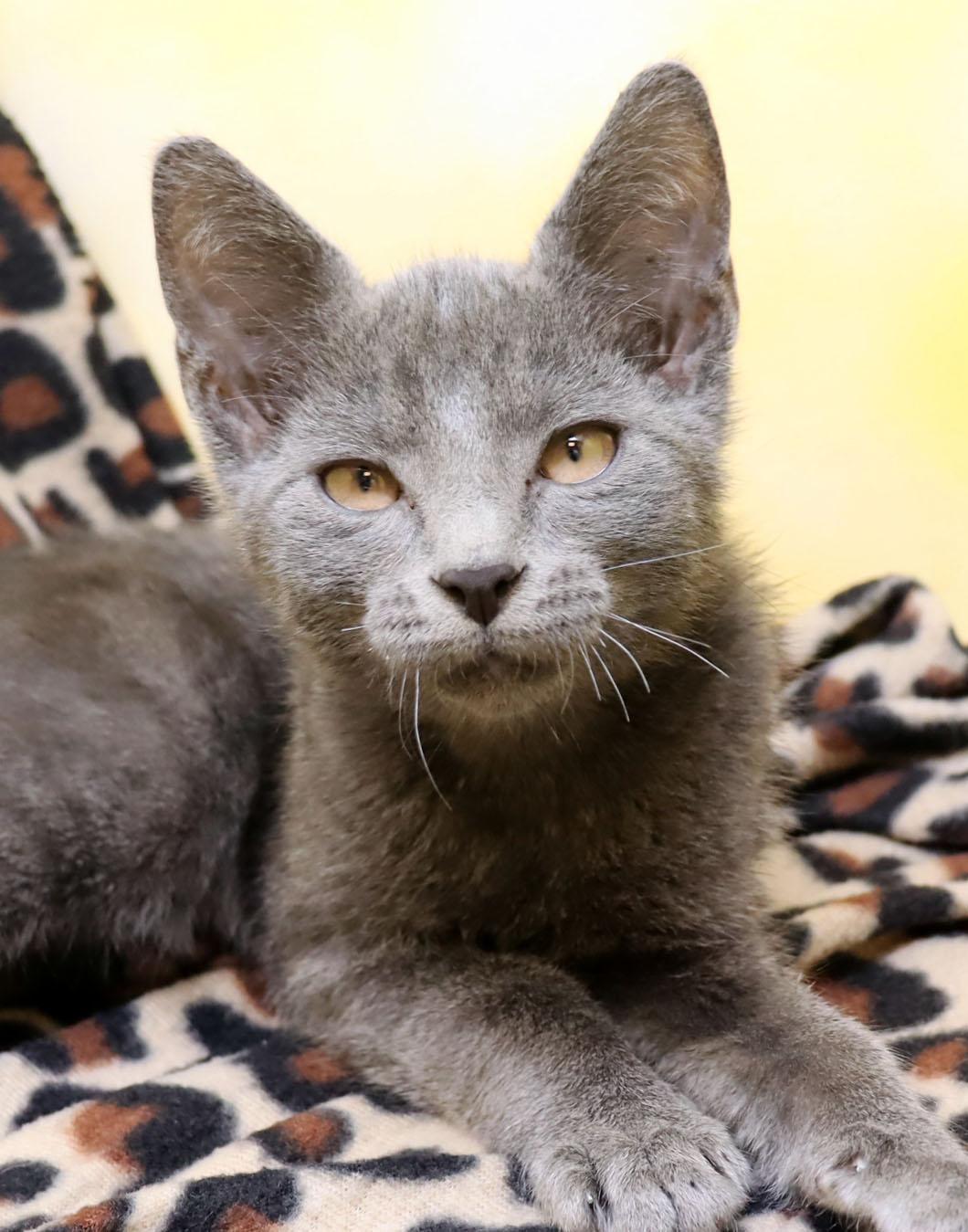 Dazler, adopted, Kitten Male Domestic Short Hair.