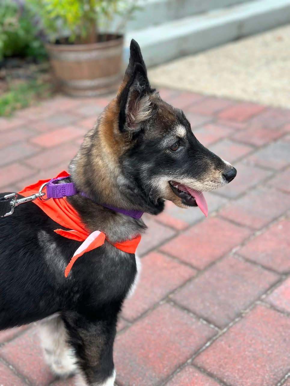Enlarge Janis Joplin, a Adoptable mixed breed in Wappingers Falls, NY image 2/4