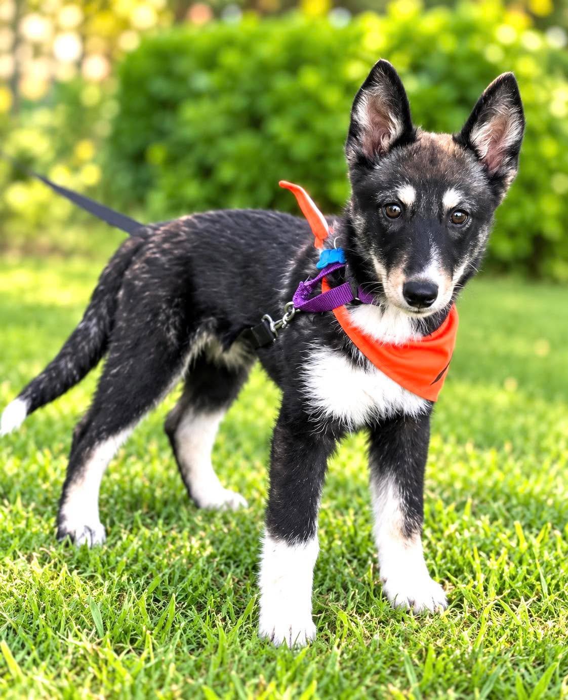 Enlarge Janis Joplin, a Adoptable mixed breed in Wappingers Falls, NY image 1/4