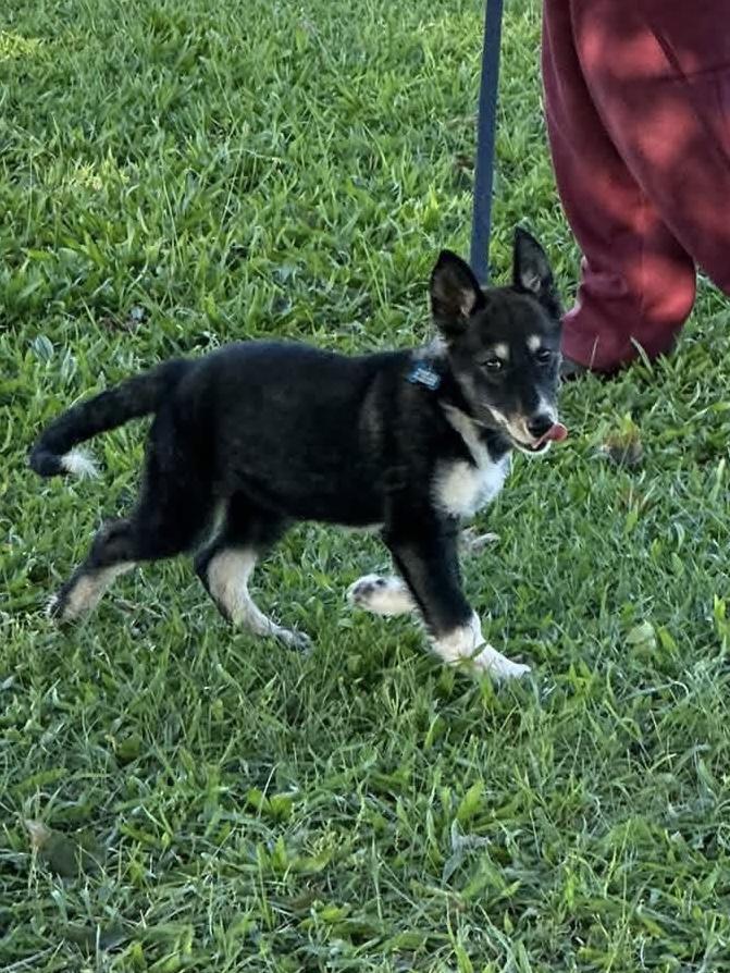 Enlarge Janis Joplin, a Adoptable mixed breed in Wappingers Falls, NY image 3/4