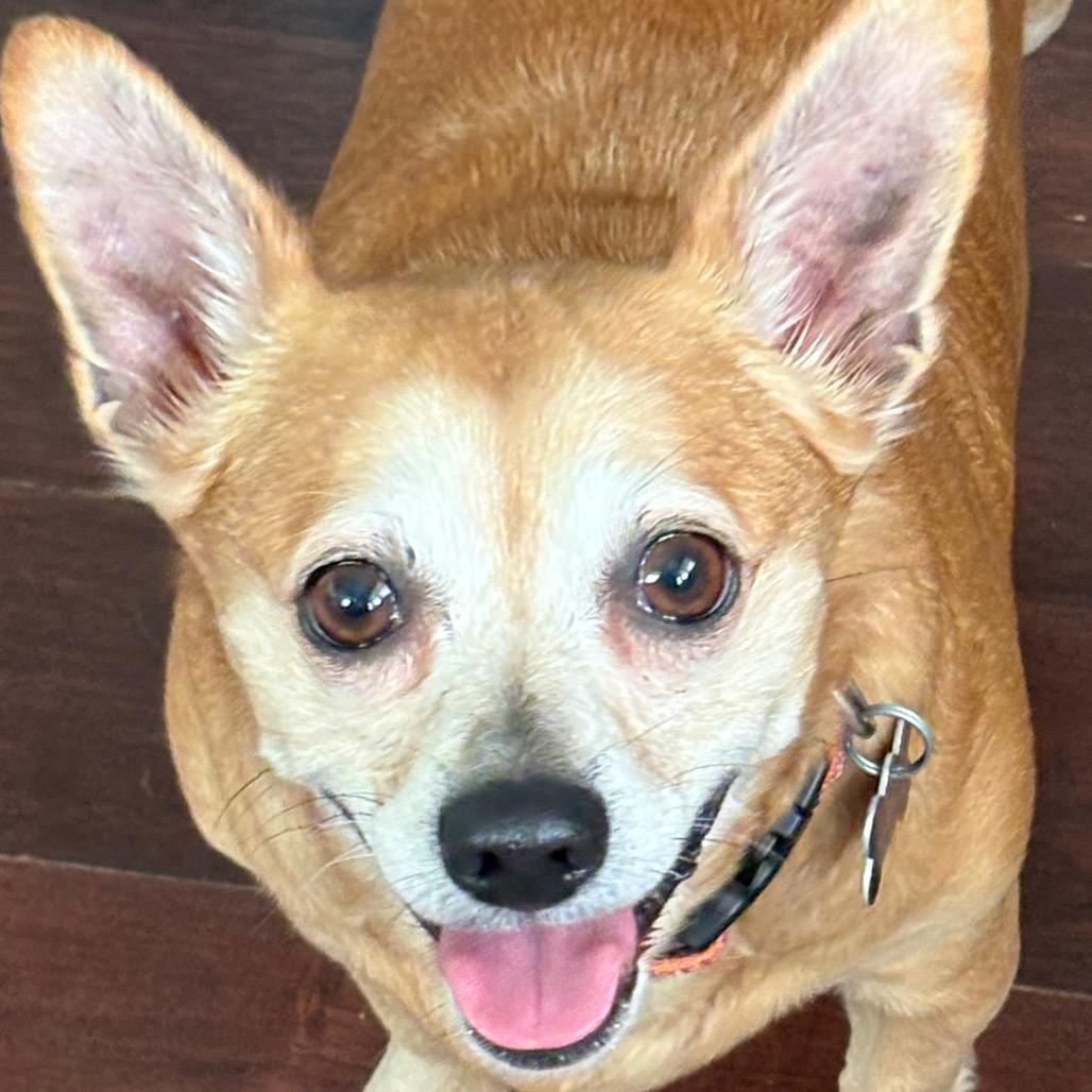 Blossom, a Adoptable Chihuahua in Gulfport, MS image 1/6