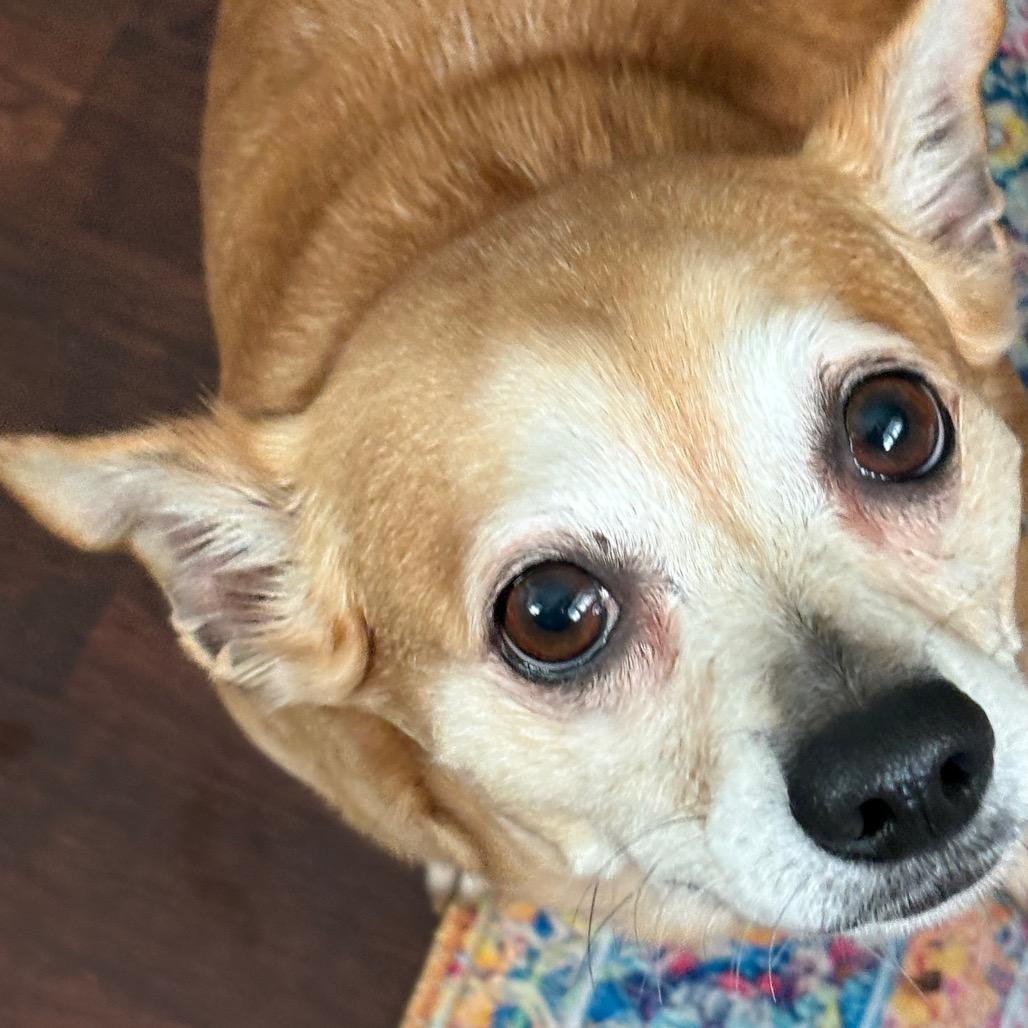 Blossom, a Adoptable Chihuahua in Gulfport, MS image 2/6