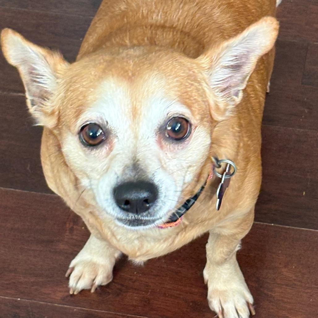 Blossom, a Adoptable Chihuahua in Gulfport, MS image 4/6