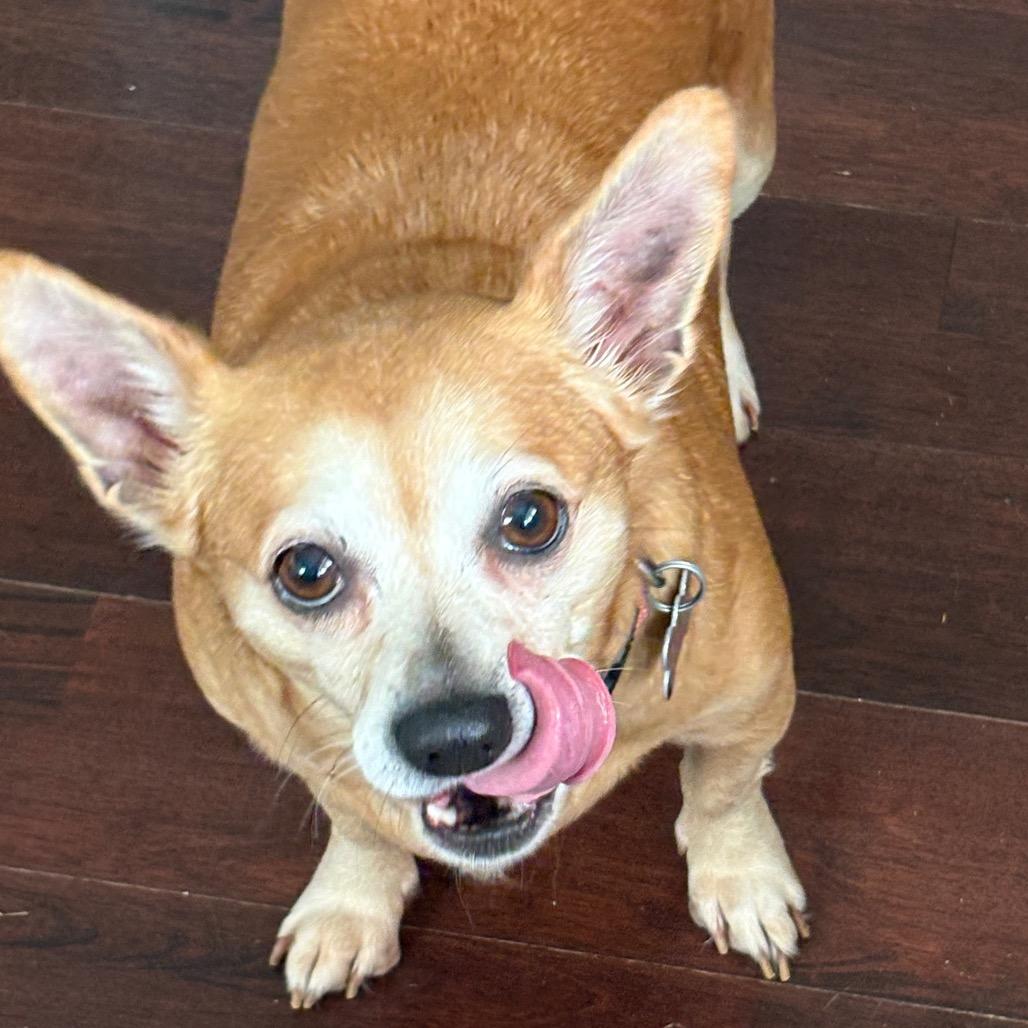 Blossom, a Adoptable Chihuahua in Gulfport, MS image 5/6