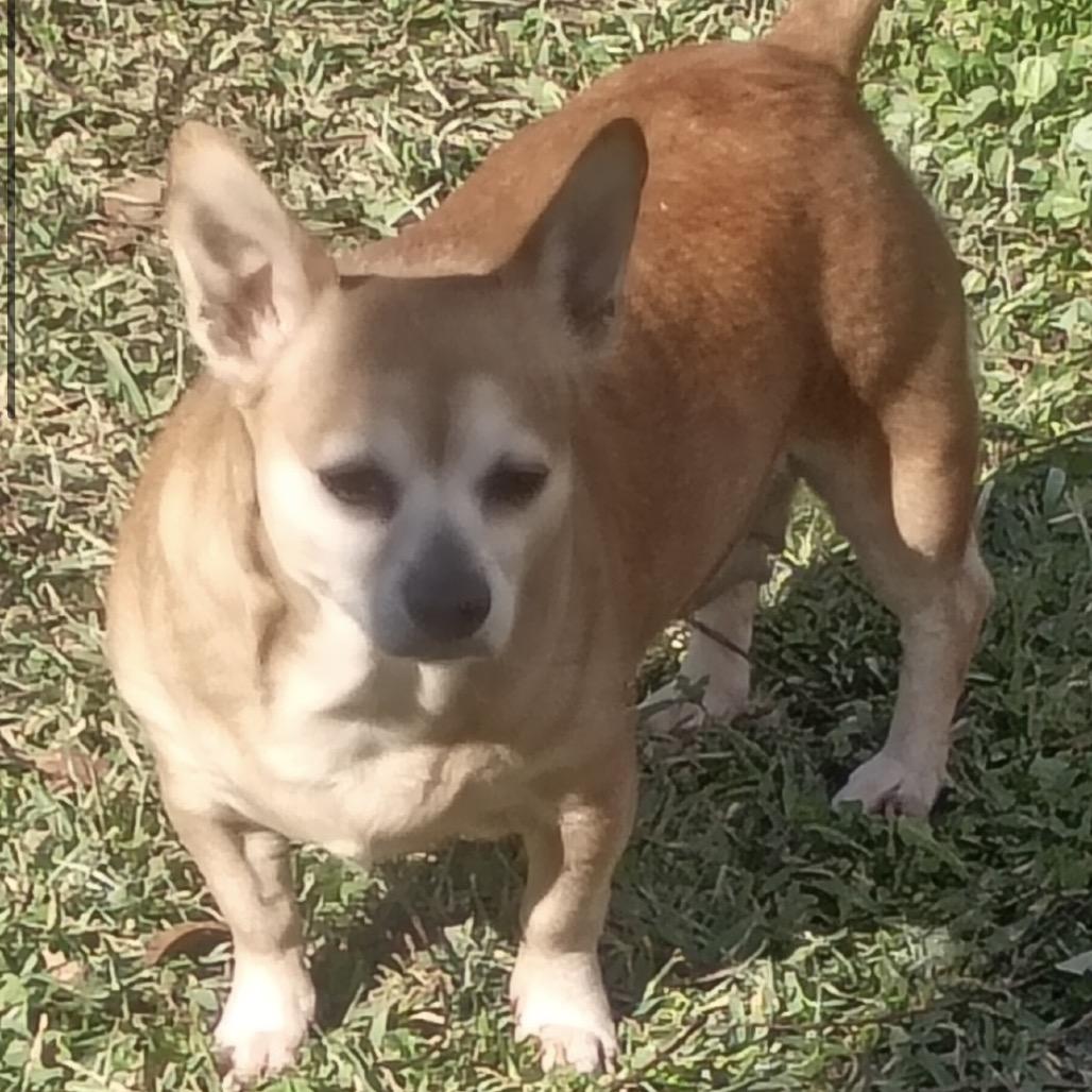 Blossom, a Adoptable Chihuahua in Gulfport, MS image 6/6