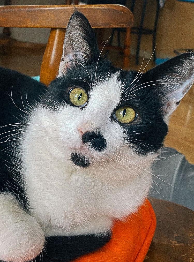 Enlarge Sean (bonded w/ Connor), a Adoptable Domestic Short Hair in San Jose, CA image 1/3