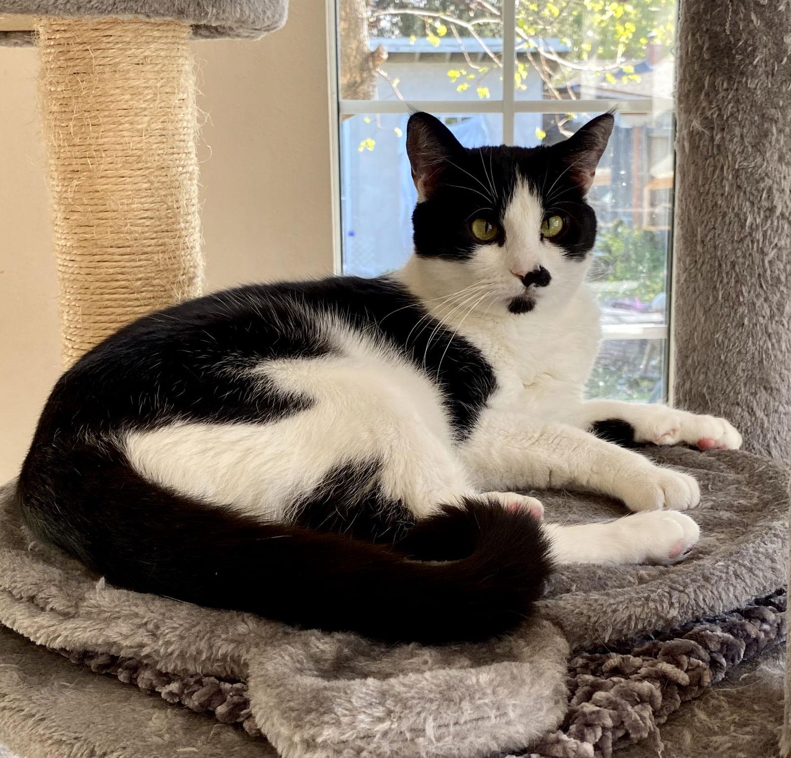 Sean (bonded w/ Connor), a Adoptable Domestic Short Hair in San Jose, CA image 2/3