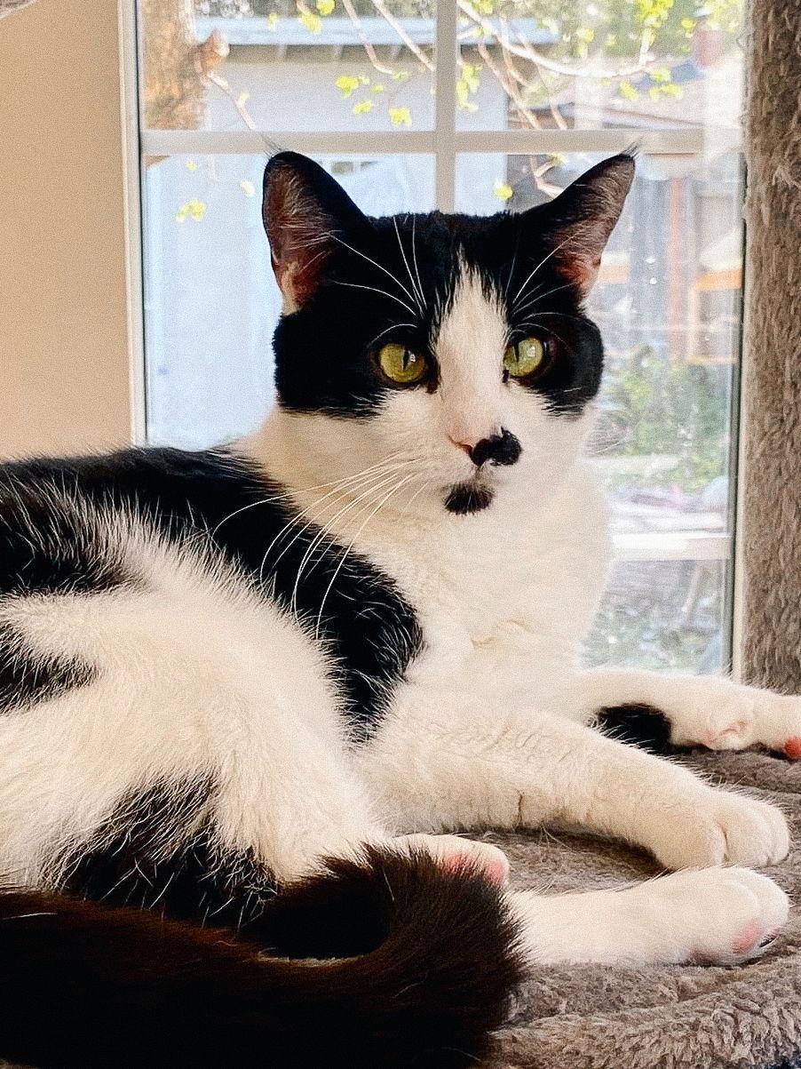 Enlarge Sean (bonded w/ Connor), a Adoptable Domestic Short Hair in San Jose, CA image 2/3