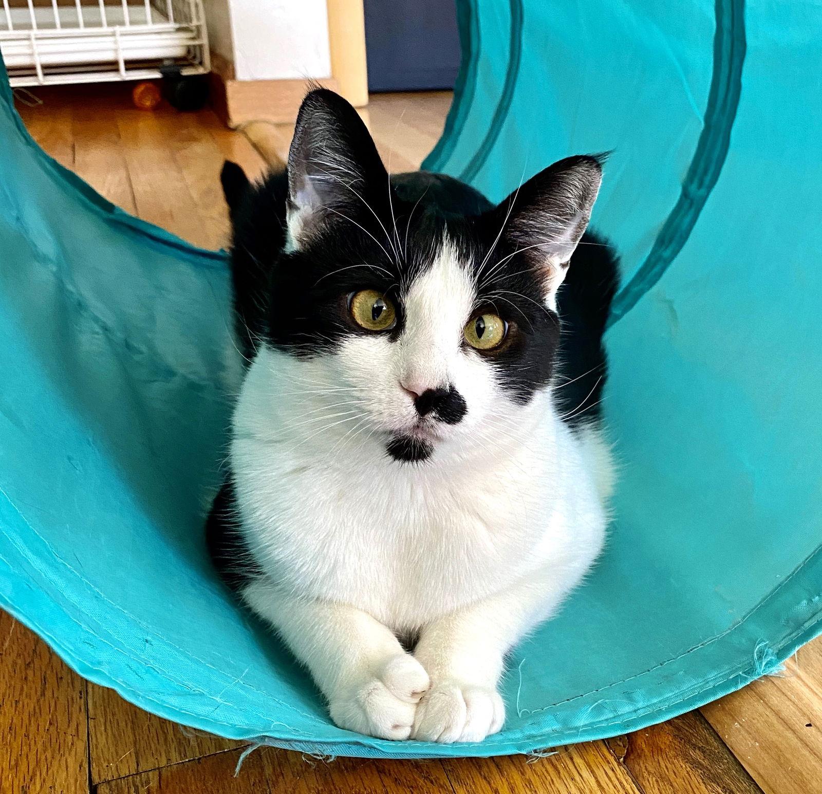 Sean (bonded w/ Connor), Adoptable, Adult Male Domestic Short Hair.