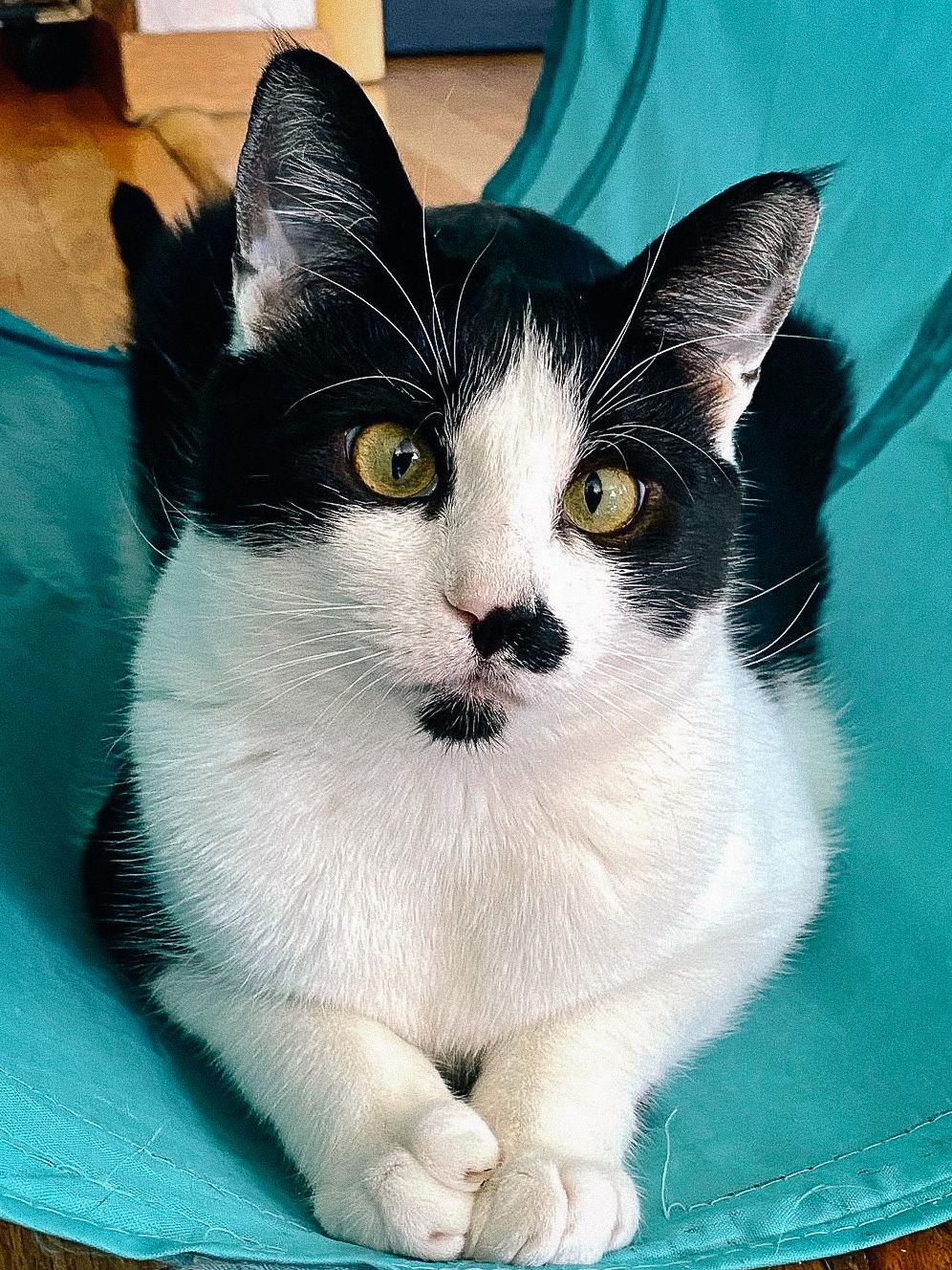 Enlarge Sean (bonded w/ Connor), a Adoptable Domestic Short Hair in San Jose, CA image 3/3