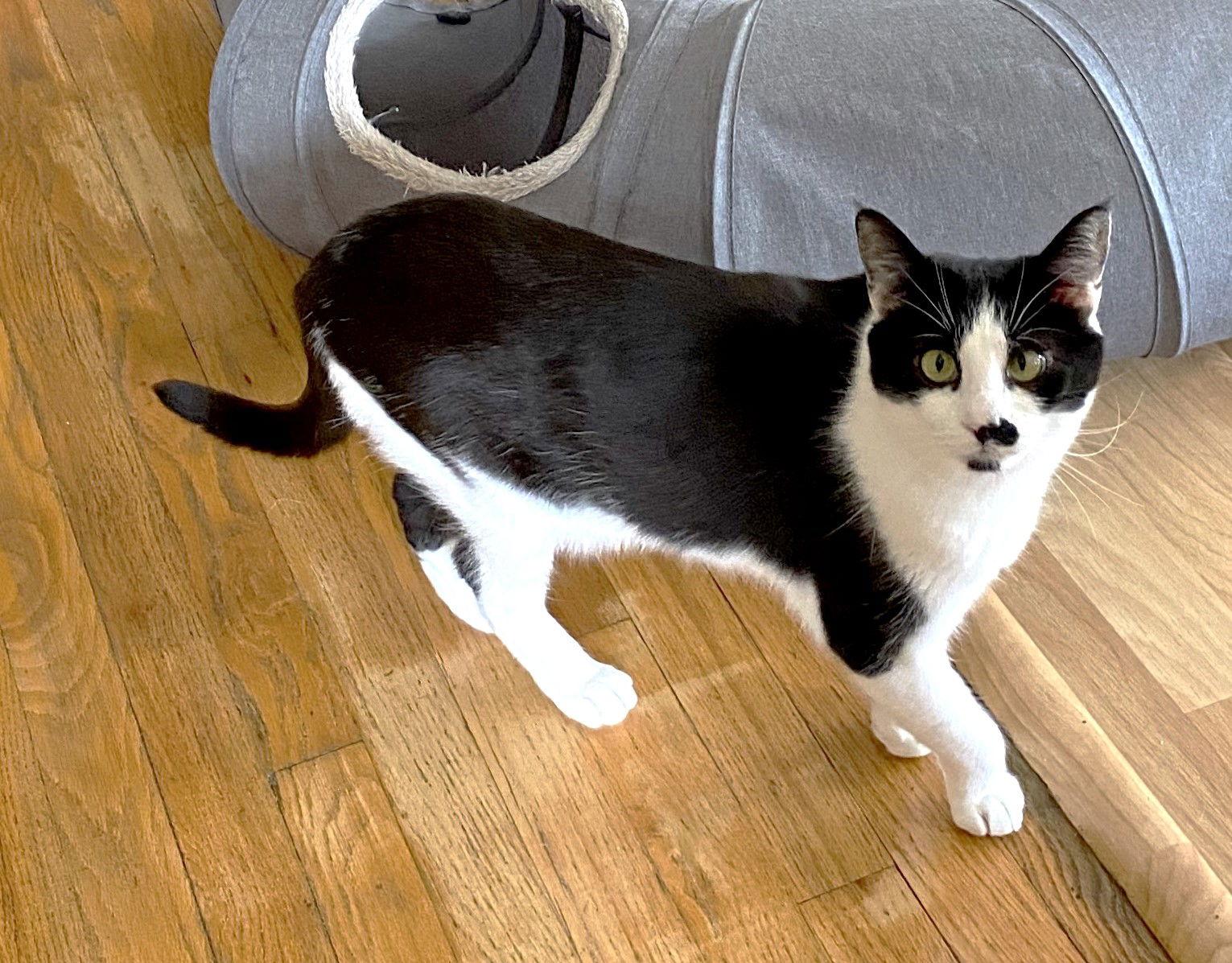 Sean (bonded w/ Connor), a Adoptable Domestic Short Hair in San Jose, CA image 3/3